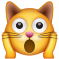 Whatsapp 🙀 müde Katze