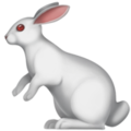 Apple 🐇🐰 Bunny