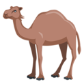 Messenger🐪🐫 cammello