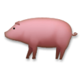 LG🐖🐷 porc