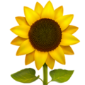 Apple 🌻 Sunflower