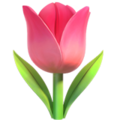 Apple 🌷 tulipán