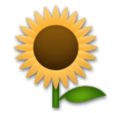 LG🌻 Sunflower