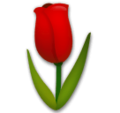 LG🌷 tulipán