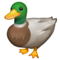 Whatsapp 🦆 Duck