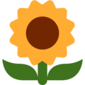 Twitter 🌻 Sunflower
