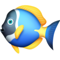 Facebook 🐠 Nemo