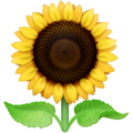 Facebook 🌻 Sunflower