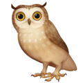 Facebook 🦉 Owl