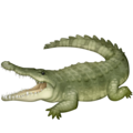 Facebook 🐊 Crocodile
