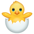 Whatsapp 🐣 Chick