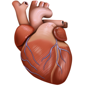 Openmoji🫀 Cuore anatomico