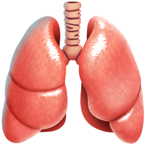 Openmoji🫁 Lungs