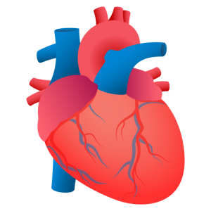 Messenger🫀 Anatomical Heart