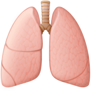 Whatsapp 🫁 Pulmones