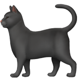 Apple 🐈‍⬛ Black Cat