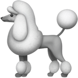 Apple 🐩 A Poodle