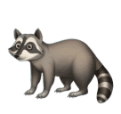 Skype 🦝 Raccoon