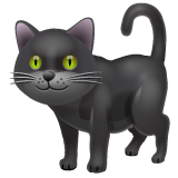 Whatsapp 🐈‍⬛ Black Cat