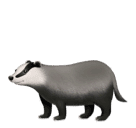 Skype 🦡 Badger